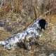 <h1 style="font-size: 12px">Cani da Caccia: Il Setter da Caccia "Rey" in ferma su Fagiano; sapientemente condotto da Loris R.</h1>